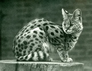 A Serval at London Zoo, 1923